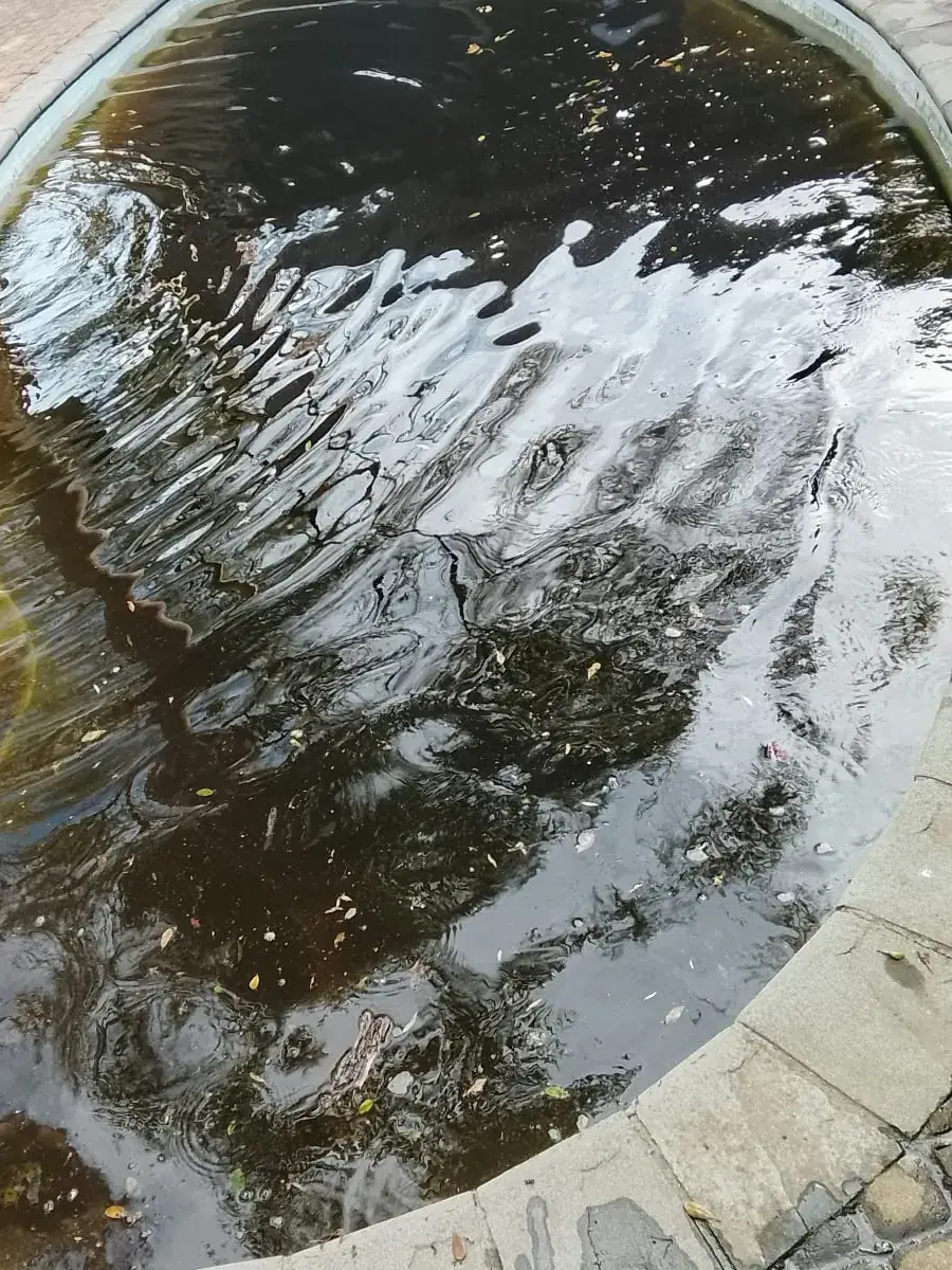 A kidney-shaped pool with dark, murky water